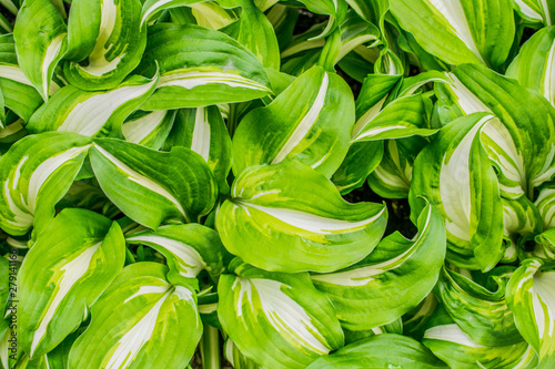 twisted leaves with green stains