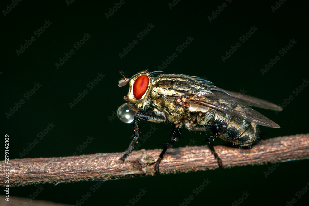 Image of a flies (Diptera) on brown branch on a natural background. Insect. Animal. Image of a flies (Diptera) on brown branch on a natural background. Insect. Animal.