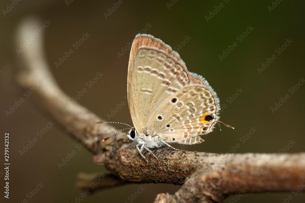 Image of plain cupid butterfly(Chilades pandava) on brown branch on a natural background. Insect. Animal. Image of plain cupid butterfly(Chilades pandava) on brown branch on a natural background. Insect. Animal.