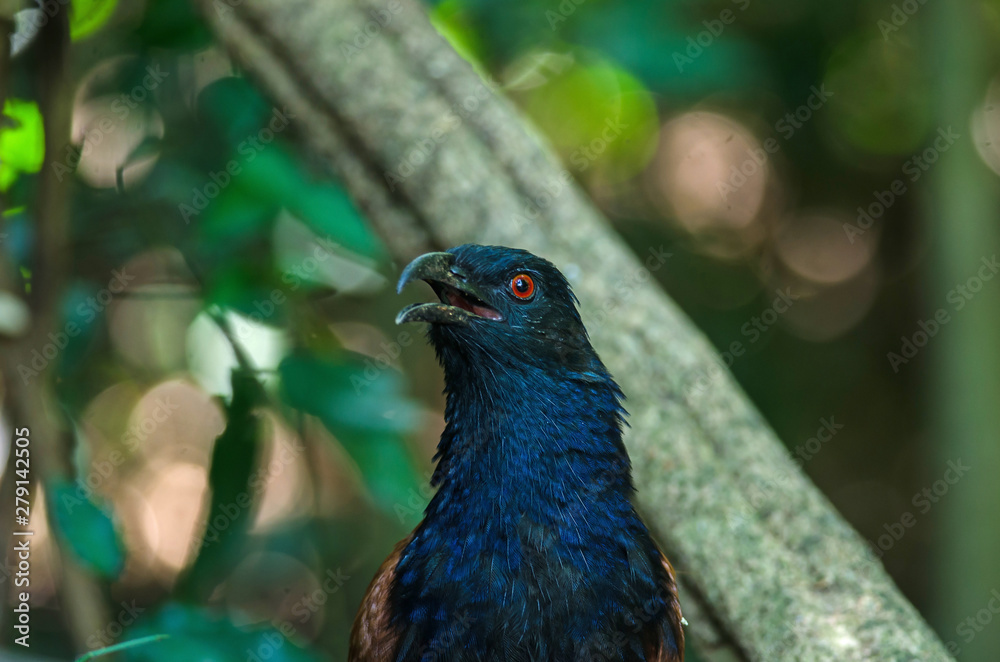 Obraz premium Greater coucal (Centropus sinensis)
