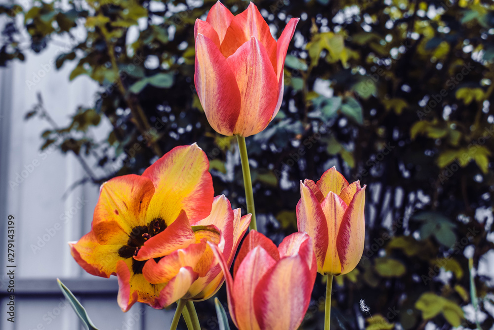 Tulips in the garden. Blooming red and yellow tulips