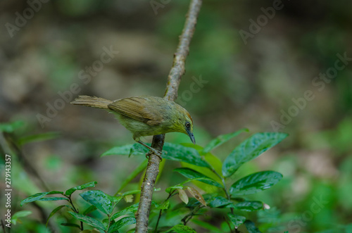 Pin-striped Tit Babbler in forest Thailand photo