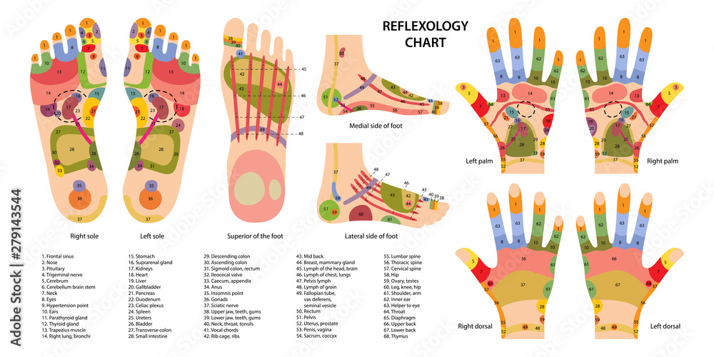 Vettoriale Stock Reflex zones on the feet and hands with description of  internal and body parts. Superior, lateral and medial views of foot. Palms  and dorsal side of wrists. Chinese medicine. Vector