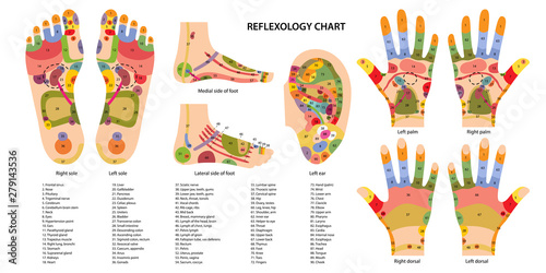 Reflex zones of the feet, ears and hands with description of internal and body parts. Superior, lateral and medial views of foot. Palms and dorsal side of wrists. Chinese medicine. Vector illustration photo