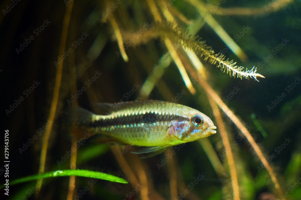 Apistogramma mendezi, rare and unique freshwater dwarf cichlid fish, wild young female, caught near Barcelos, Rio Negro in natural biotope aquarium