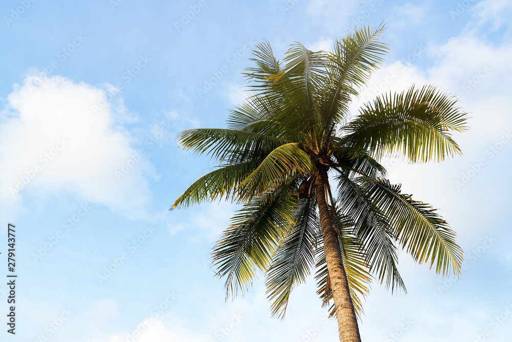 A coconut tree on blue sky background