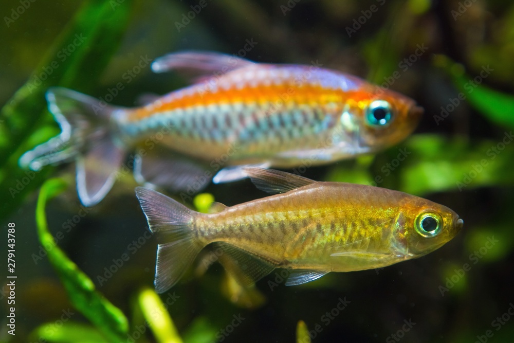 female and male of Congo tetra, Phenacogrammus interruptus, endemic of African Congo river basin, swim in natural biotope aquarium female and male of Congo tetra, Phenacogrammus interruptus, endemic of African Congo river basin, swim in natural biotope aquarium