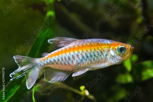 Congo tetra, Phenacogrammus interruptus, endemic of African Congo river basin, healthy and perfect Characin fish in natural biotope aquarium