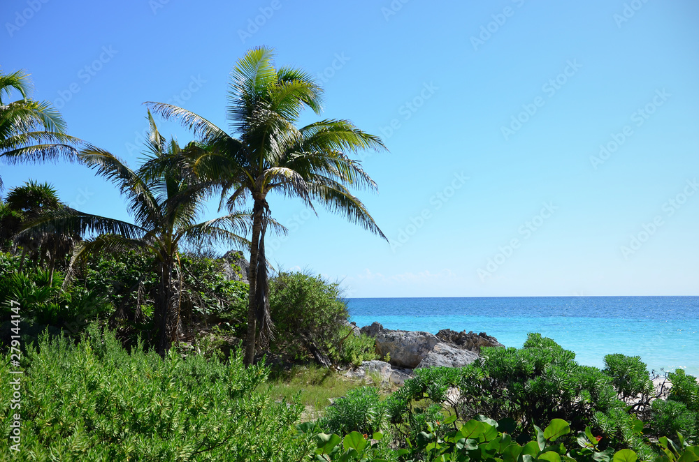 Obraz premium Palm trees on the beach