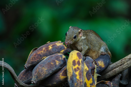 Common treeshrew or Southern treeshrew (Tupaia glis) photo