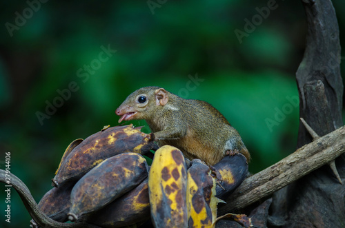 Common treeshrew or Southern treeshrew (Tupaia glis) photo