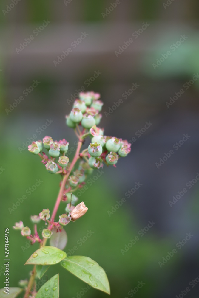 Unreife Heidelbeeren (Vaccinium myrtillus)
