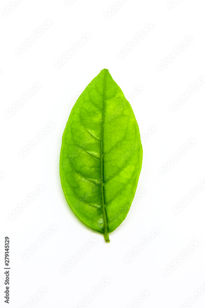 Green leaves on white background Green leaves on white background
