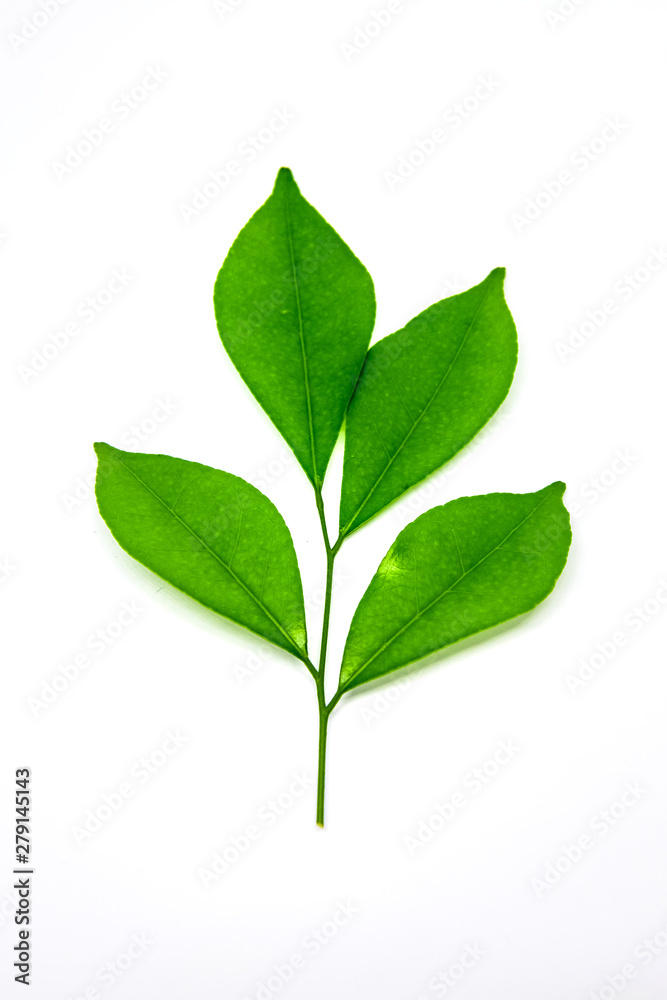 Green leaves on white background Green leaves on white background