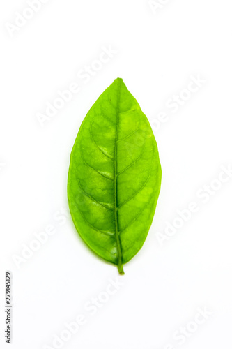 Green leaves on white background