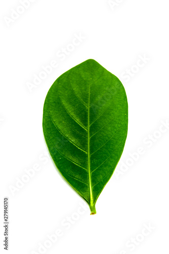 Green leaves on white background