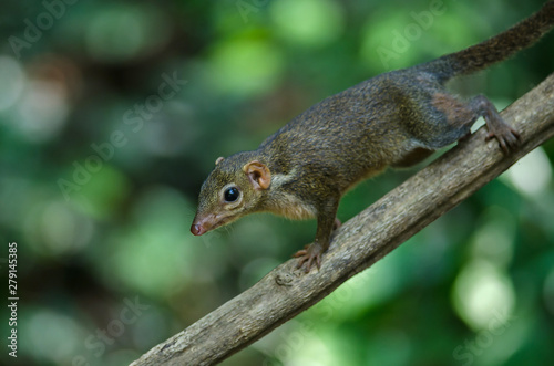 Common treeshrew or Southern treeshrew (Tupaia glis)