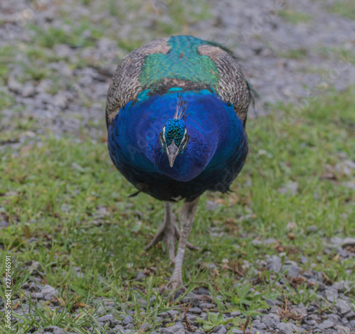 peafowl facing the viewer 