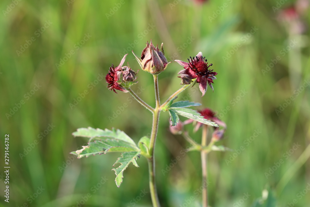 Comarum palustre. Marsh cinquefoil in the summer in the North of Siberia Comarum palustre. Marsh cinquefoil in the summer in the North of Siberia