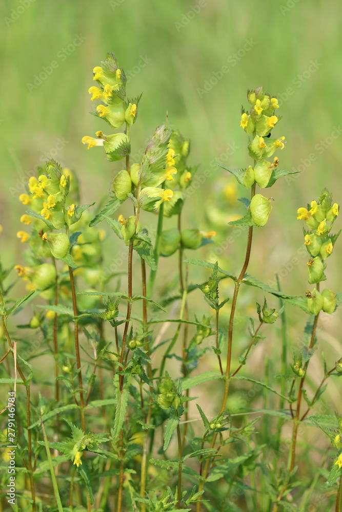 Rhinanthus. Flowers plants close up of rattle Rhinanthus. Flowers plants close up of rattle