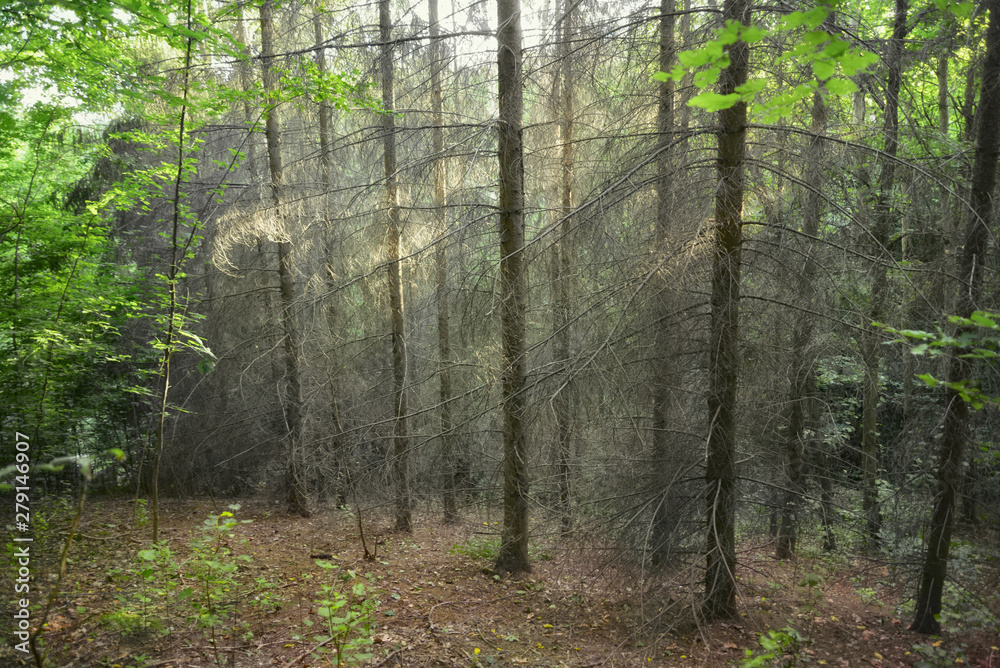 Sunrays In the depth of the wild forest Sunrays In the depth of the wild forest