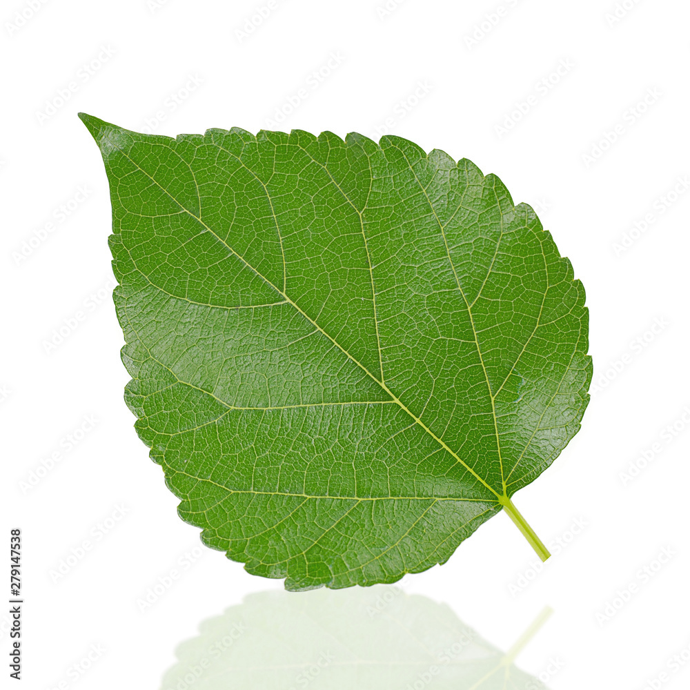 Fototapeta premium mulberry leaf isolated on white background