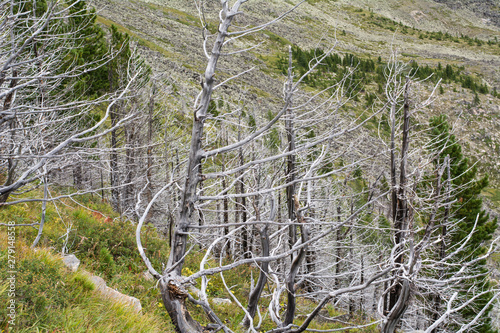 Siberia Sayan. Dead forest in the mountains.