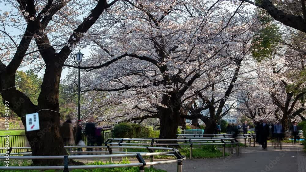 Tokyo Cherry blossom Chidorigafuchi Park Japan time lapse Tokyo Cherry blossom Chidorigafuchi Park Japan time lapse