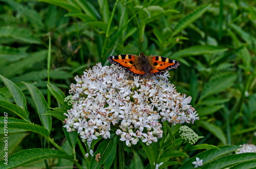 Monarch or Danaus plexippus butterfly over blossom of Elderberry or Sambucus ebulus, poisonous bush, Jeleznitsa, Vitosha mountain, Bulgaria  photo