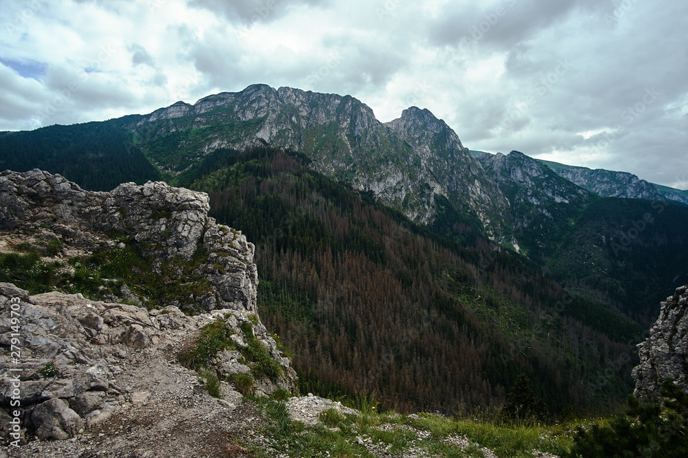 A mountain slope with a mountain pine and limestone rocks in the mountains Tatry in Poland.