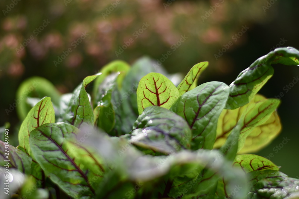 Blutsauerampfer, Blutampfer (Rumex sanguineum) Blutsauerampfer, Blutampfer (Rumex sanguineum)