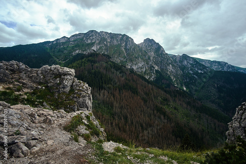 Fototapeta Naklejka Na Ścianę i Meble -  A mountain slope with a mountain pine and limestone rocks in the mountains Tatry in Poland.