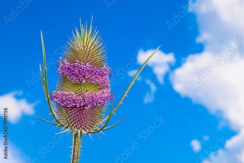 Flowering teasel detail. Purple belts on ovoid flowerhead. Green thorns. Dipsacus. Wild medicinal herb on sunny blue sky background. Cure for Lyme disease and immunity system in alternative medicine.