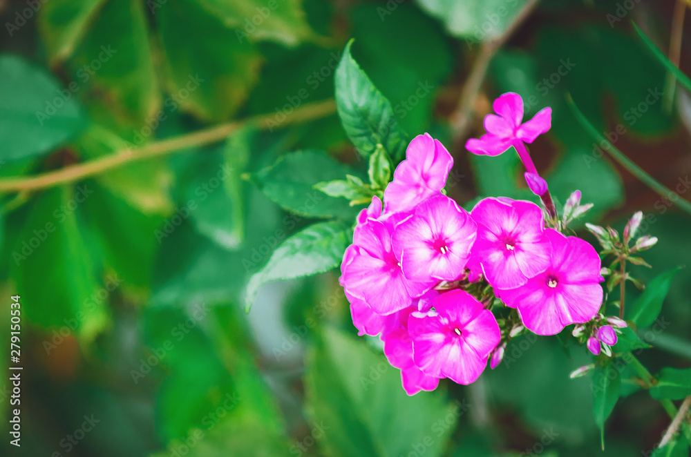 Garden Phlox (Phlox paniculata), flowers of summer. Close-up, blurred background. Garden Phlox (Phlox paniculata), flowers of summer. Close-up, blurred background.