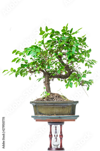 Bonsai tree and hourglass on a white background. The concept of the duration of cultivation.