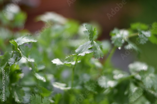 Echter Koriander (Coriandrum sativum)