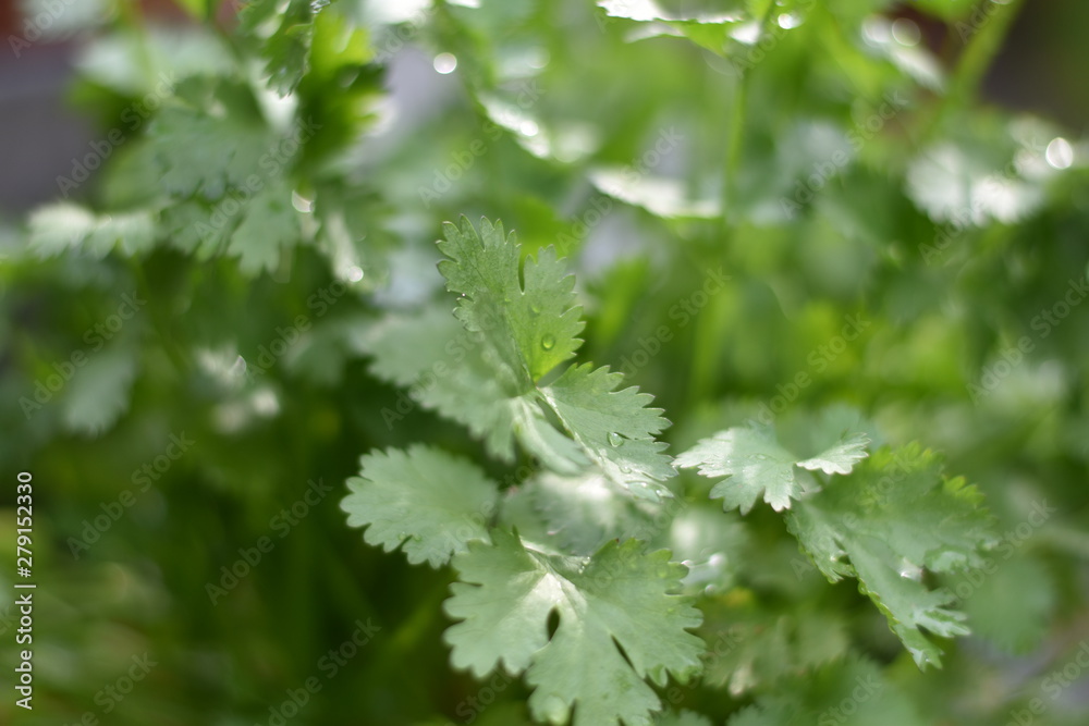 Echter Koriander (Coriandrum sativum) Echter Koriander (Coriandrum sativum)
