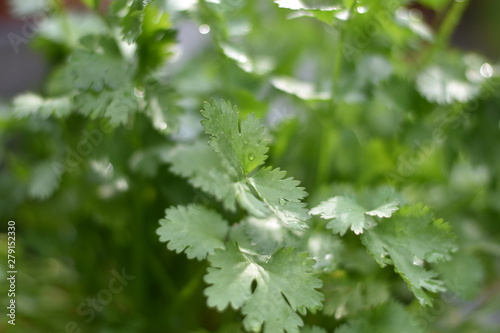 Echter Koriander (Coriandrum sativum)