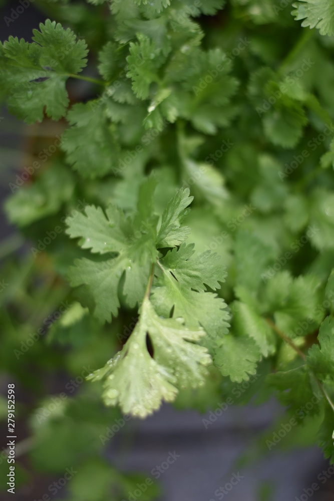 Echter Koriander (Coriandrum sativum) Echter Koriander (Coriandrum sativum)