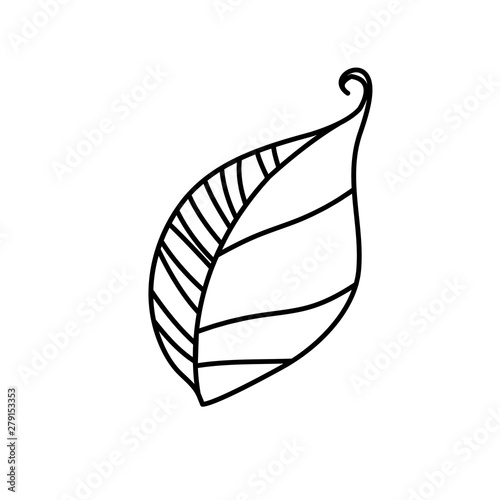 Vector illustration of a leaf. Black outline doodle monochrome style.