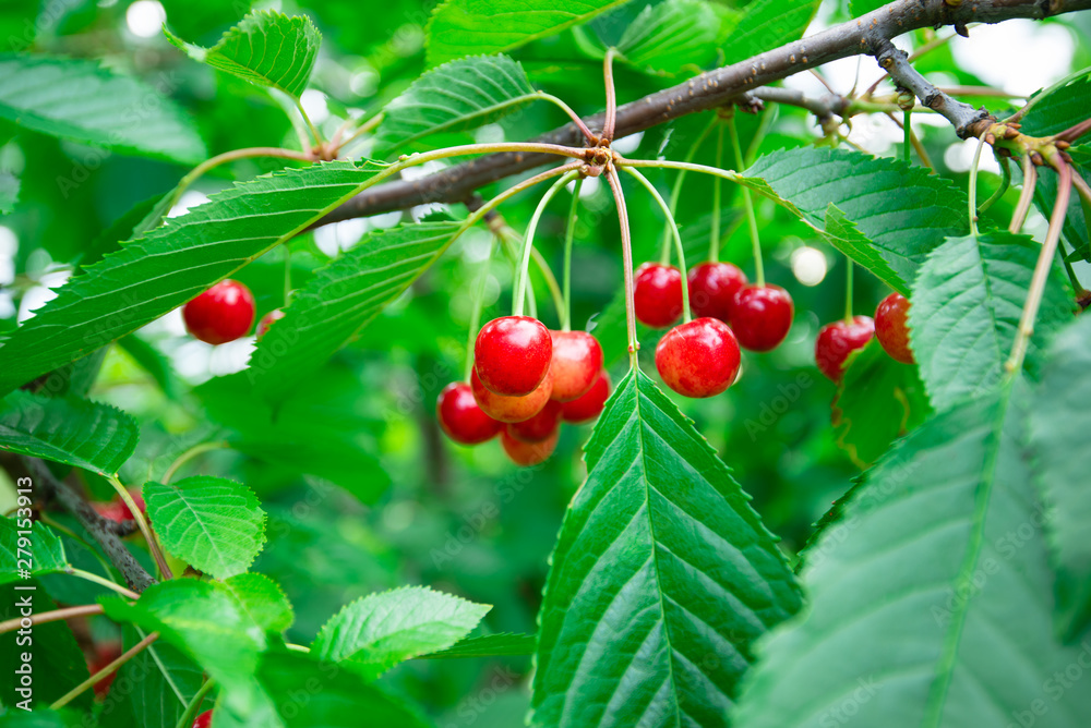 red sweet cherry fruit on a branch on green leaves background