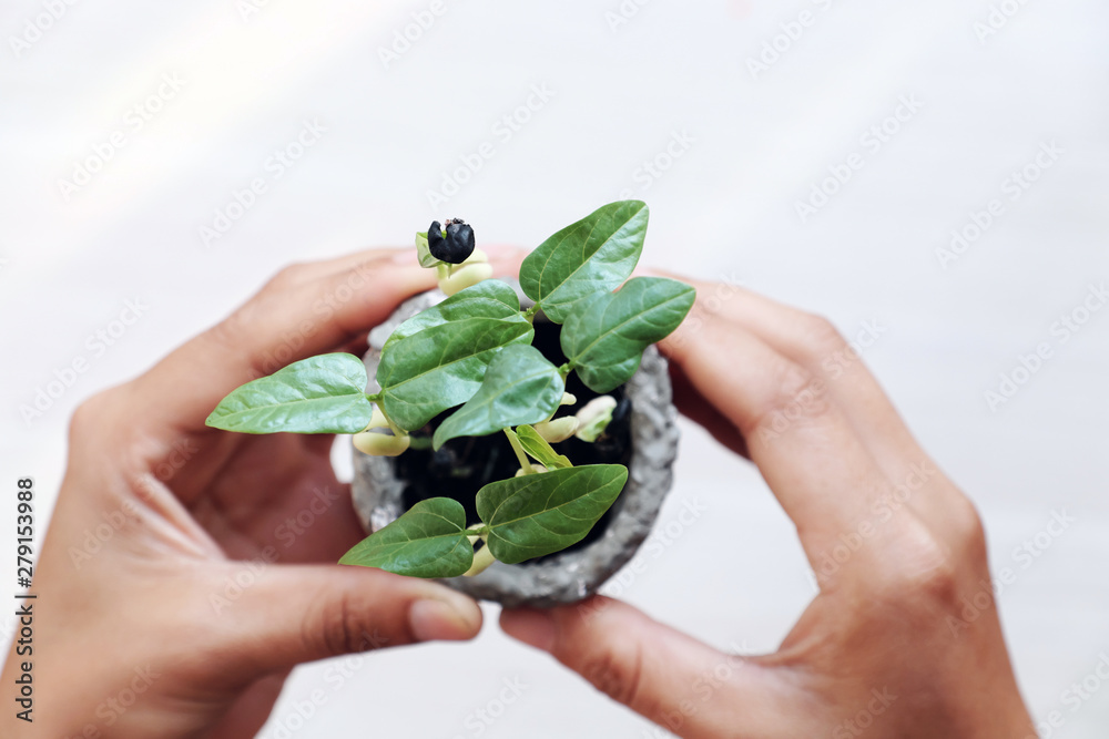 human hands hold seedlings blurred background on white from top view