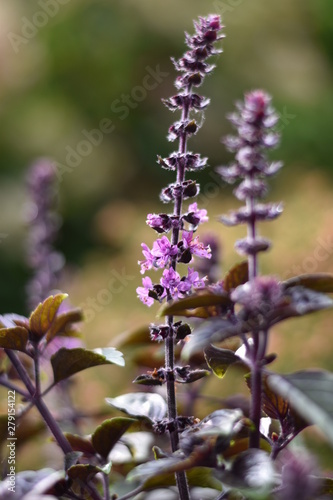 Blühendes Strauchbasilikum