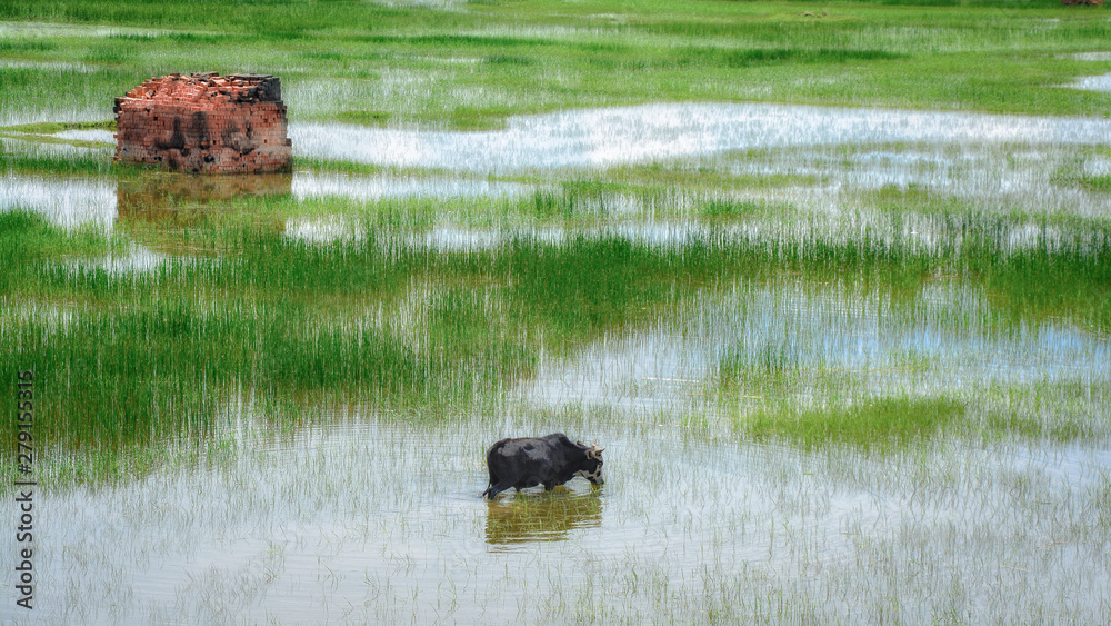 Fototapeta premium Rizière de Madagascar