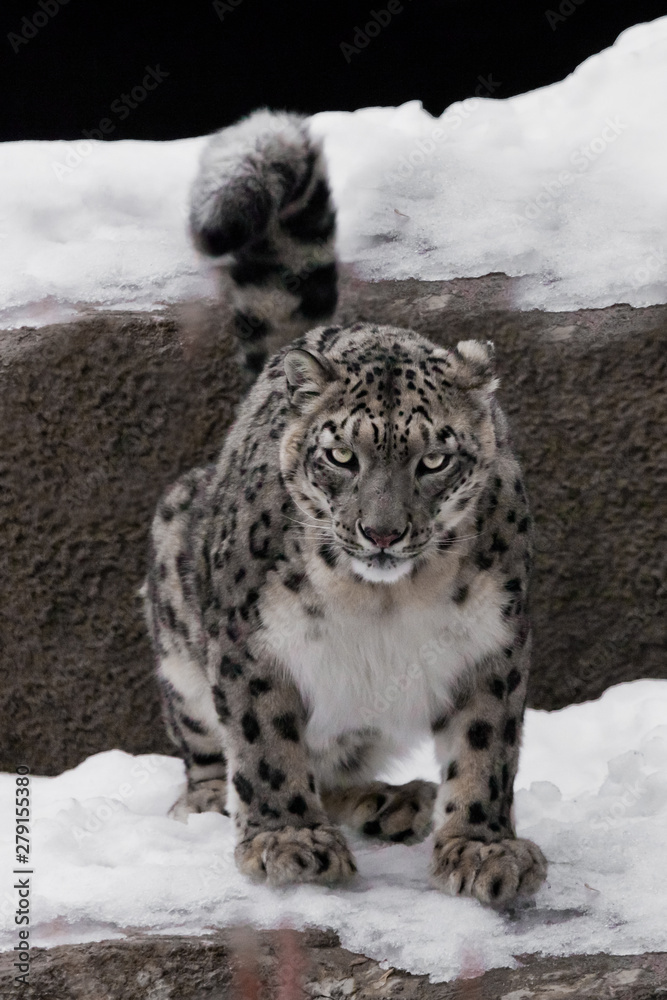 Snow Leopard Is A Powerful And Beautiful Predator Against A Background Of Stones And Snow Stock Photo Adobe Stock