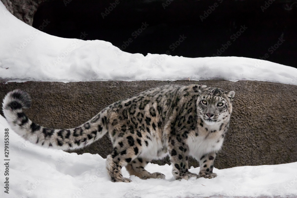 Fototapeta premium active Snow Leopard is a powerful and beautiful predator on a background of stones.