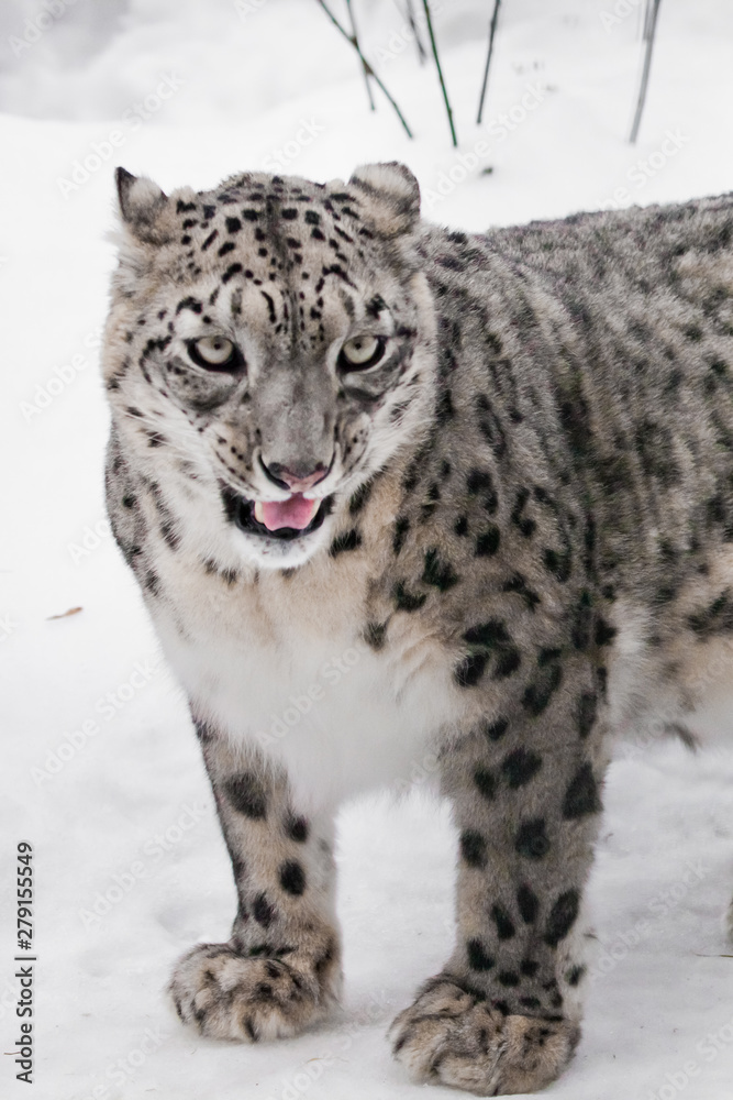 Naklejka premium Predatory looks. snow leopard is beautiful predator in winter against the background of snow. Slender with beautiful eyes.