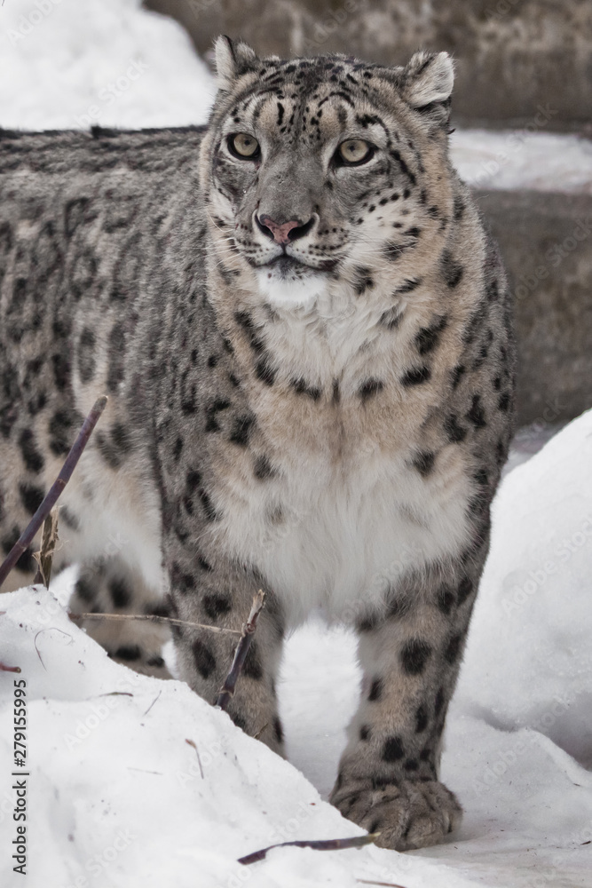 snow leopard is beautiful predator in winter against the background of snow. Slender with beautiful eyes. snow leopard is beautiful predator in winter against the background of snow. Slender with beautiful eyes.