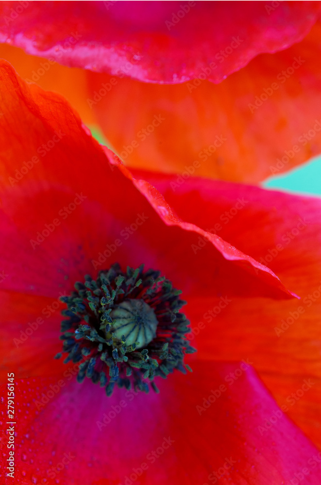 Abstract red poppy flower background . Abstract red poppy flower background .