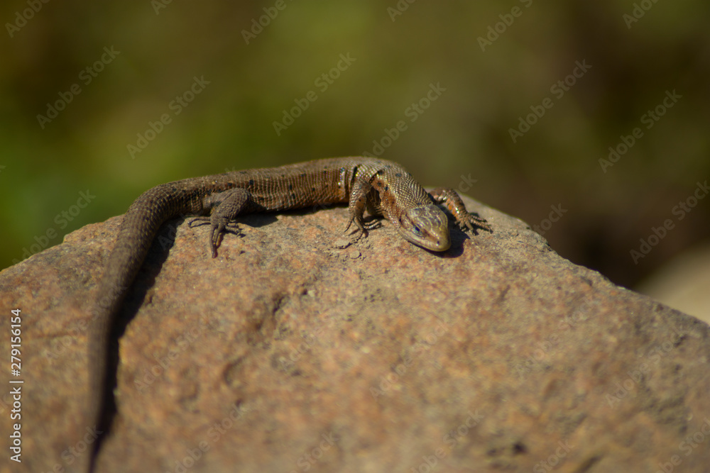 Viviparous lizard or common lizard. Macro. Zootoca vivipara. Lizard on the stone. Reptiles Viviparous lizard or common lizard. Macro. Zootoca vivipara. Lizard on the stone. Reptiles